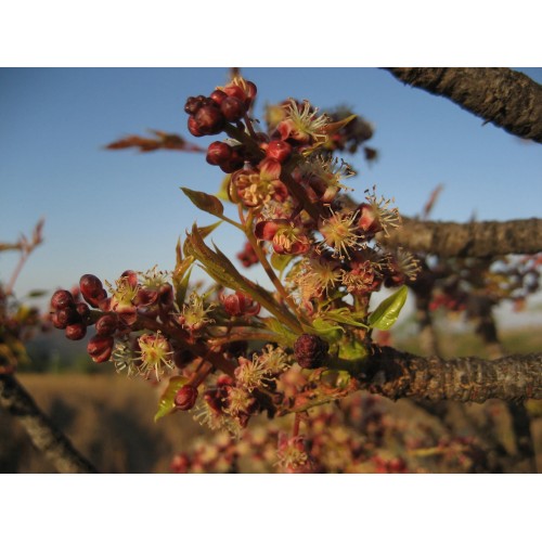 Marula Livingseeds Heirloom Seeds (Pty) Ltd
